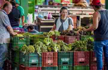  Anvisa inicia monitoramento de resíduos de agrotóxicos em alimentos 